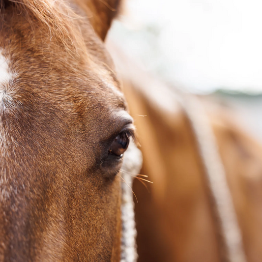 Seasonal Equine Energetic Body Scans