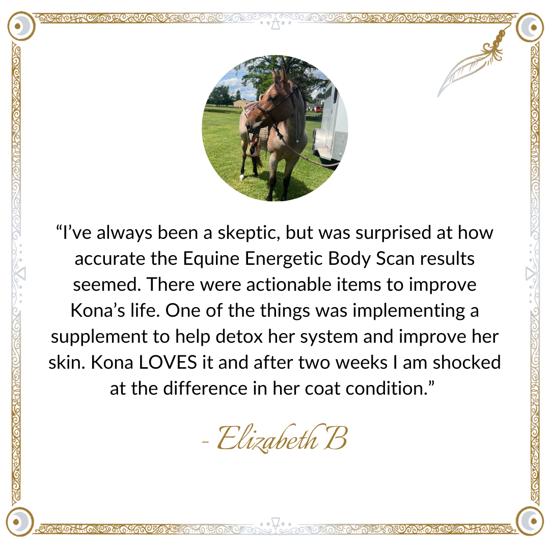 Seasonal Equine Energetic Body Scans